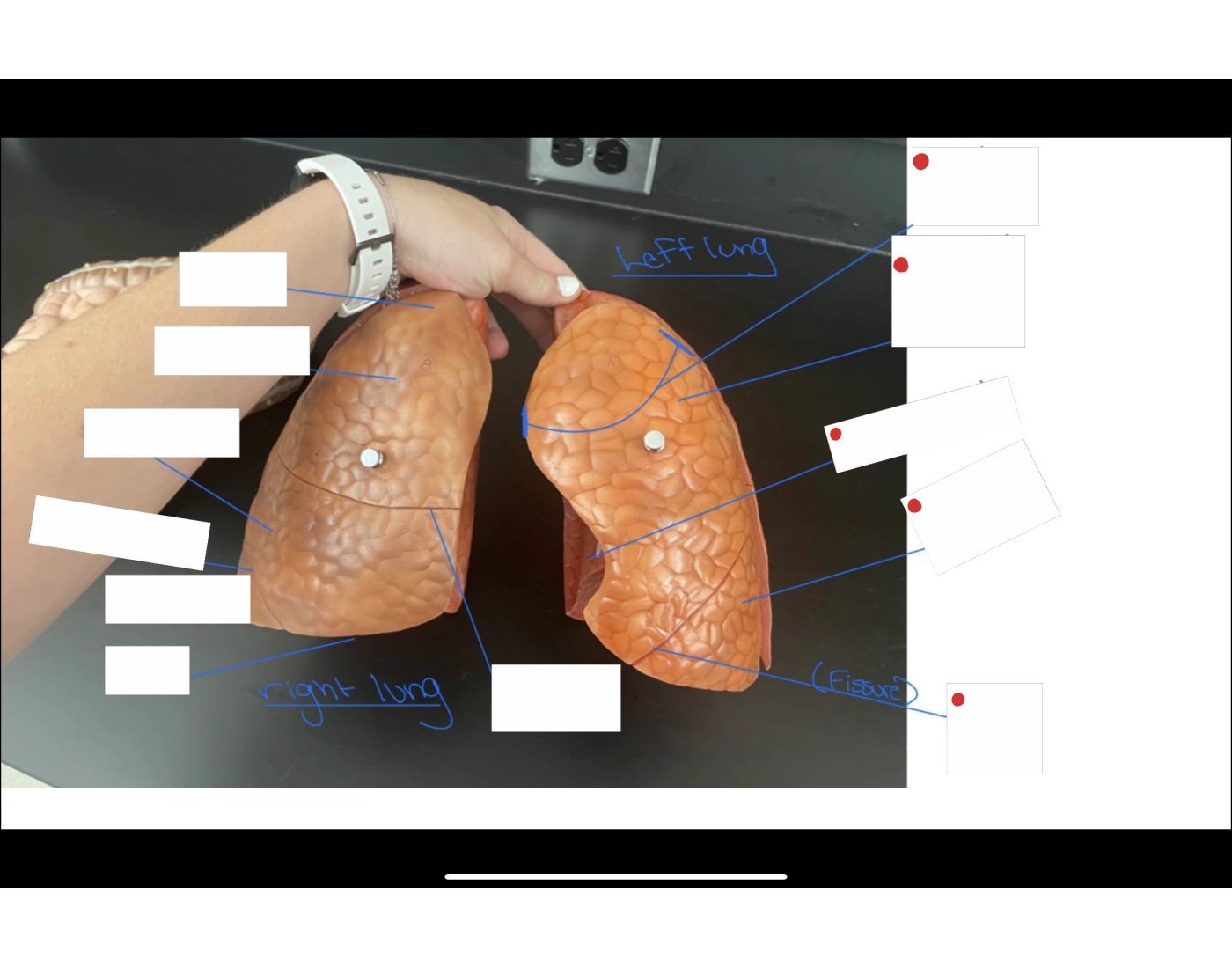 Lungs Model Quiz