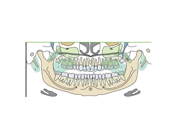 Soft Tissue Structure Quiz Biology Diagrams