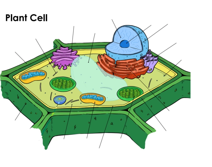 Plant Cell Labels Printable Worksheet plant-cell-labels-printable-worksheet