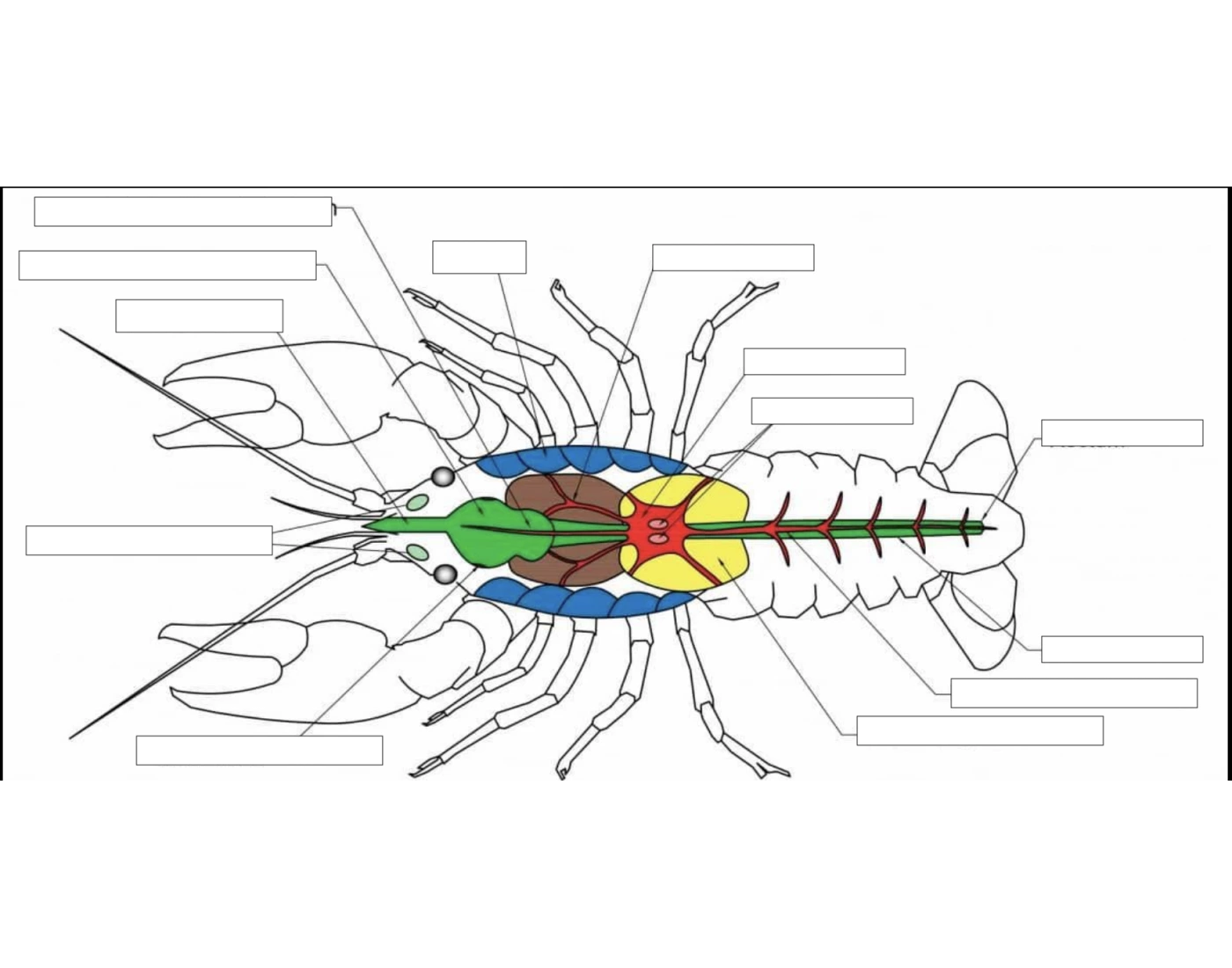 Crayfish Dissection Worksheet.pdf Crawfish dissection — Printable Worksheet