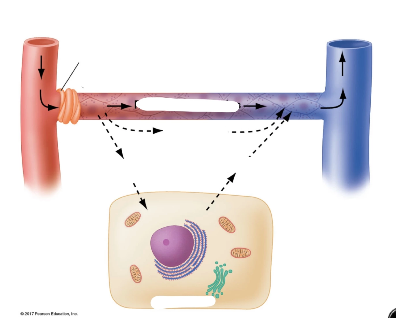 what does capillary exchange involve at isla leahy... Capillary exchange Quiz