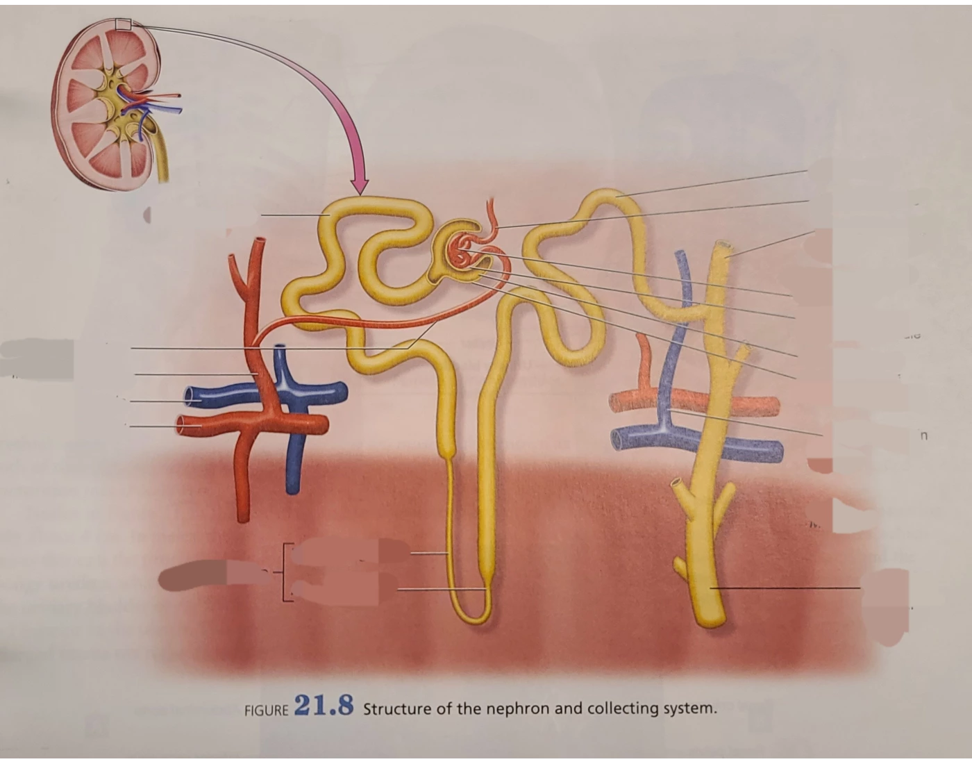 Complete Collecting System Structure of Nephron and collecting system Quiz