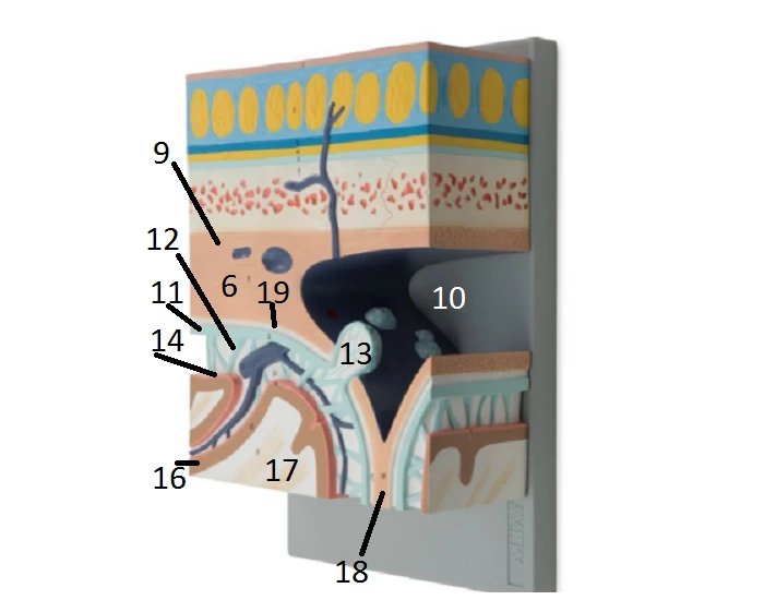 Atlay Meninges Model Quiz