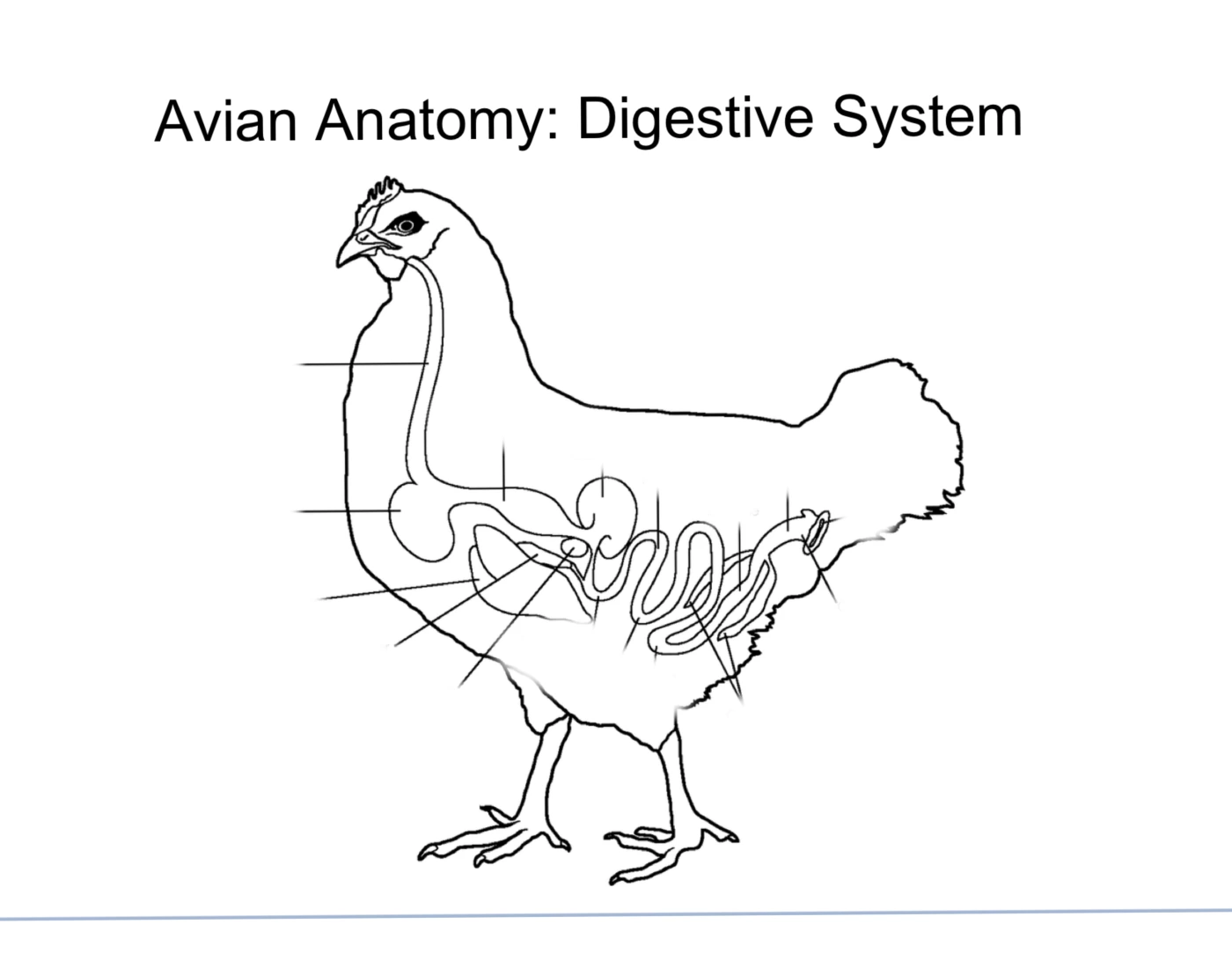 Diagram Of The Digestive System Of A Chicken Digestive Syste