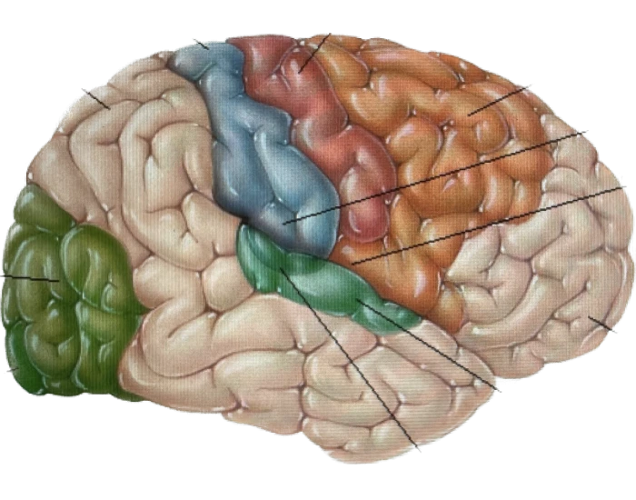 functional-area-of-brain-quiz