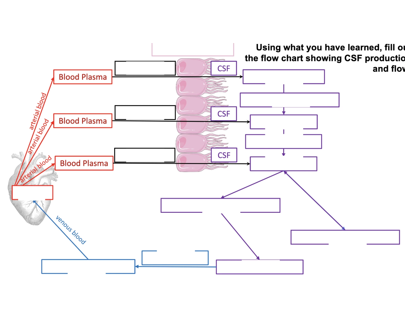 Flow Labeling cerebrospinal fluid flow labeling psio 201 Quiz