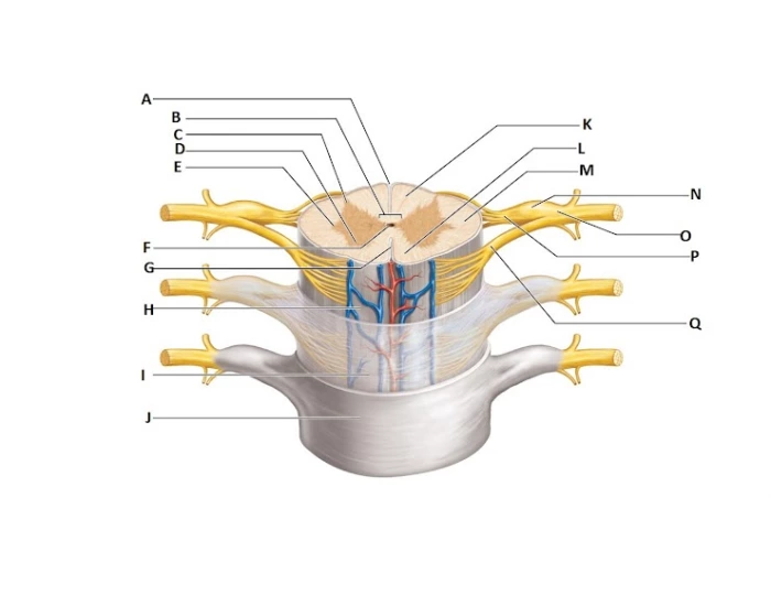 Nerve Root Contents Spinal Nerve Root Diagram — Printable Worksheet