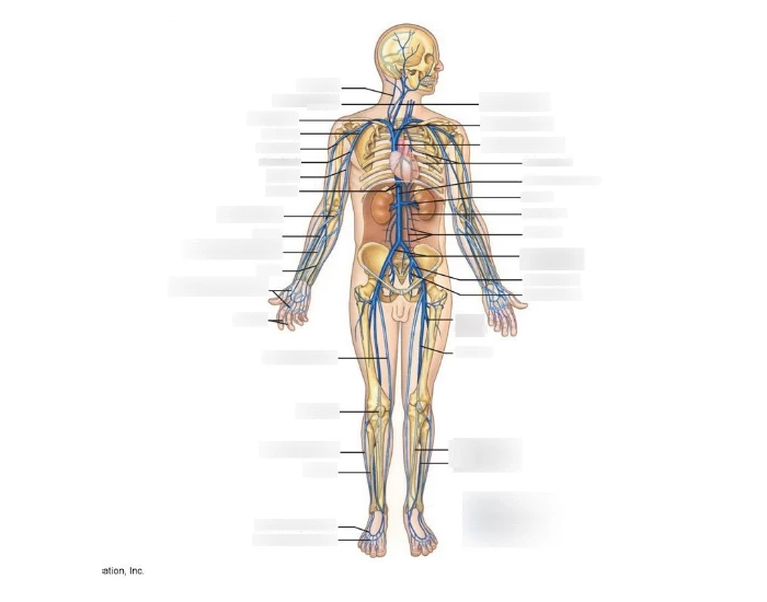 Overview of the venous system Quiz Biology Diagrams
