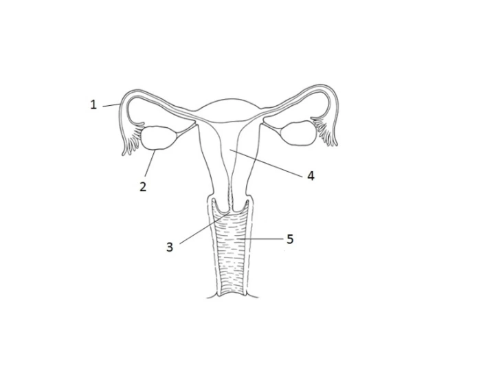 female reproductive system Quiz