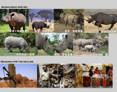 Decline of the Rhinoceros
