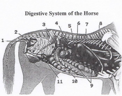Digestive System of the Horse