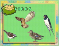 Birds_3
