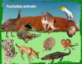 Australian animals_3