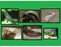 Facts on Reptiles and Amphibians