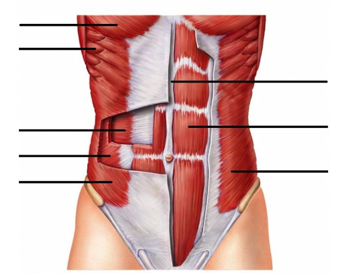 blank abdominal muscle diagram