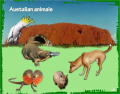 Australian animals _2