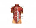 Muscles of the external abdomen and thorax