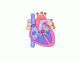 The Cardiovascular System - Heart