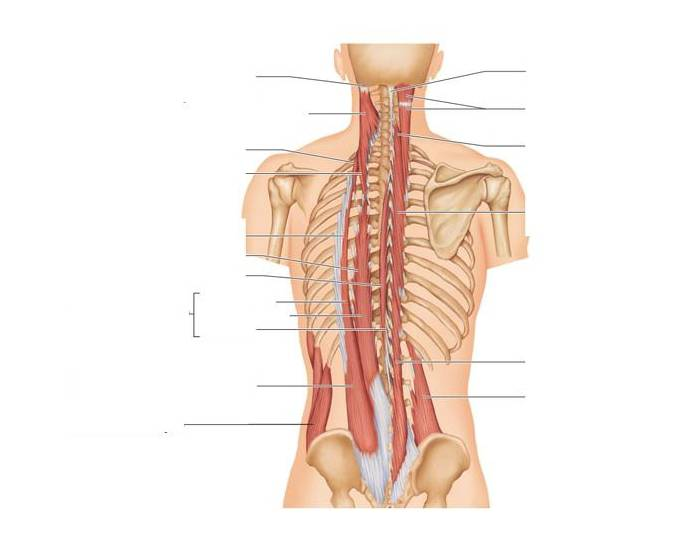 Muscles of the Head and Vertebral Column Quiz