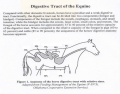 Equine Digestion