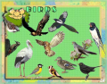 Birds_4