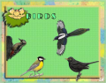 Birds_2