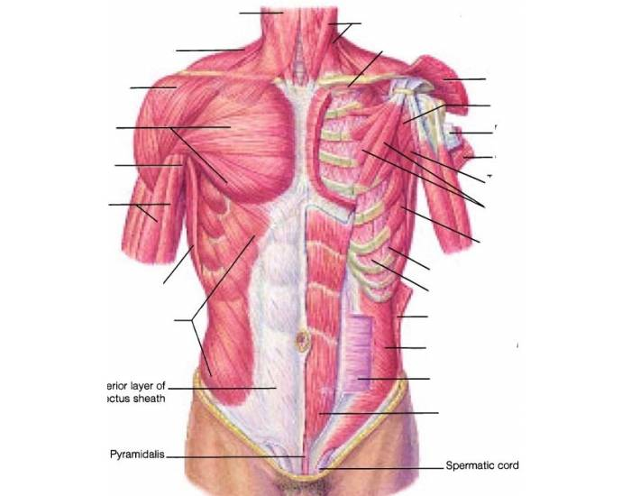 Thorax Anatomy Quiz - Trivia & Questions