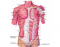 Muscles of the abdomen and thorax