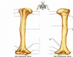 humerus labeling quiz