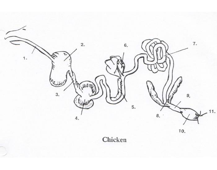 chicken digestive system