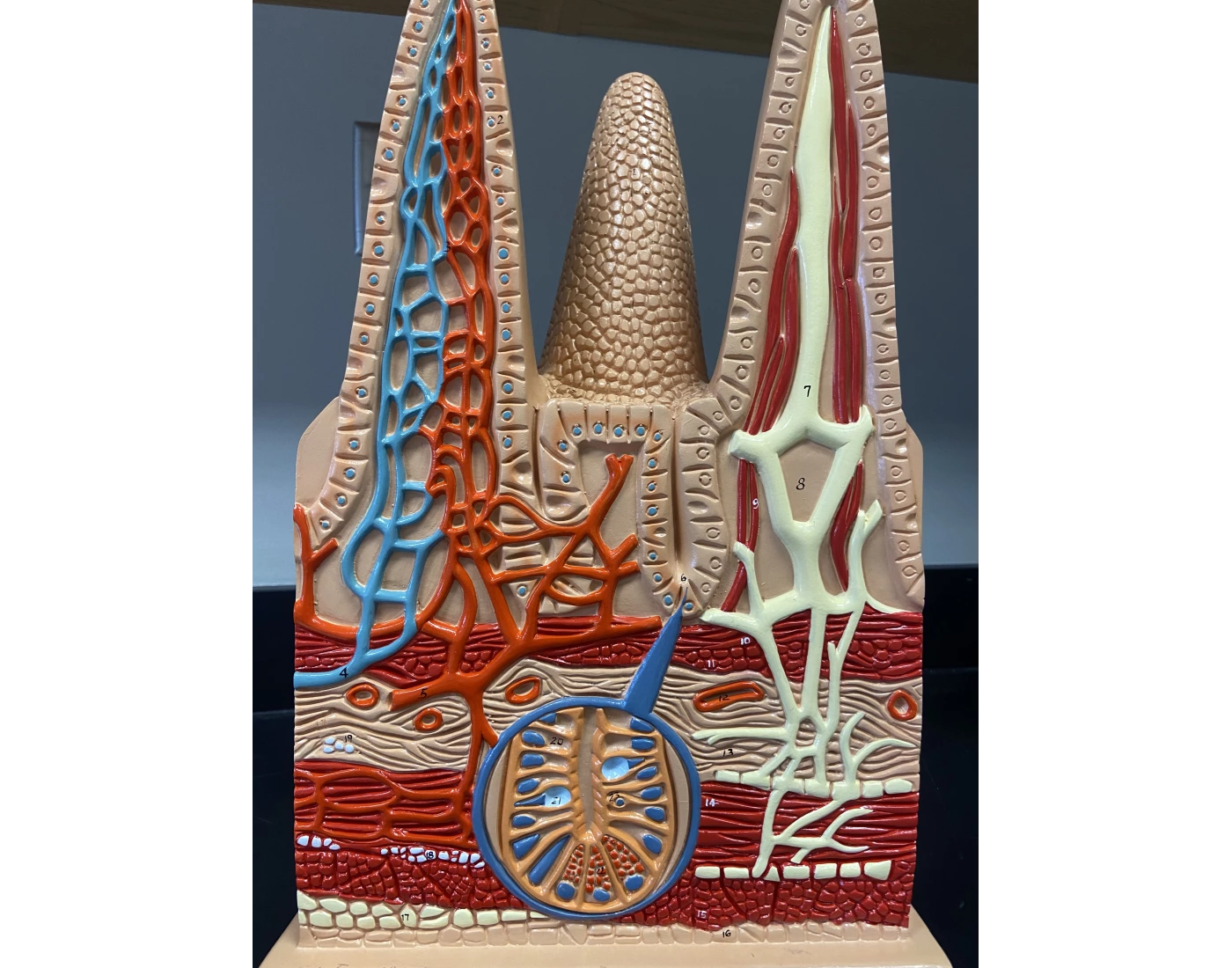 Intestinal villi model labeling Quiz