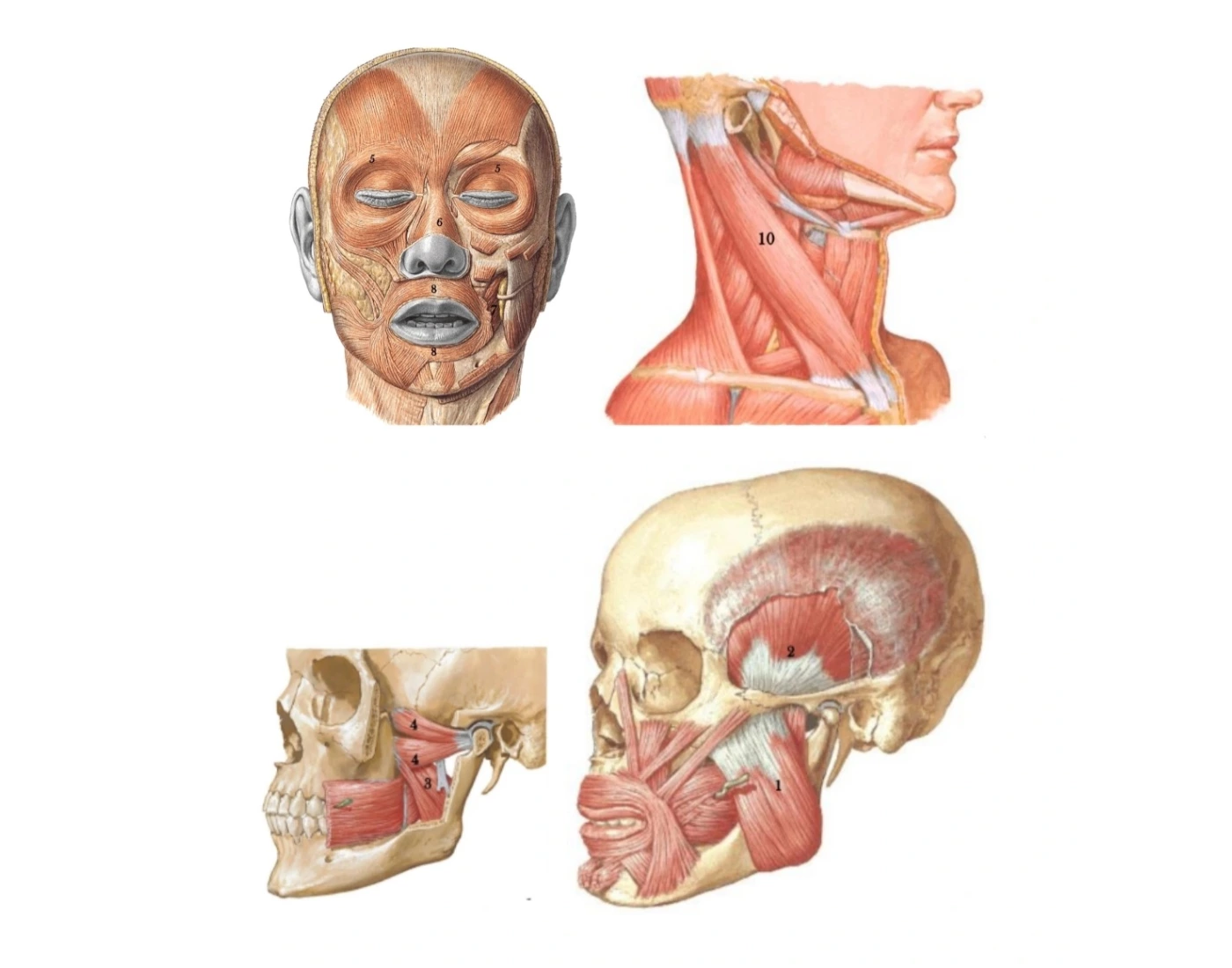 M sculos Face Printable Worksheet m-sculos-face-printable-worksheet