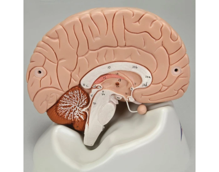 brain anatomy lab model Quiz