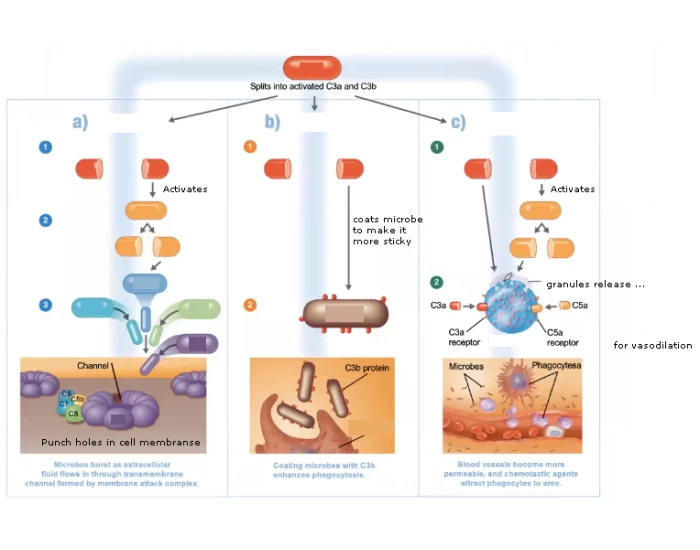 Complement Outcomes C3 bebee Quiz