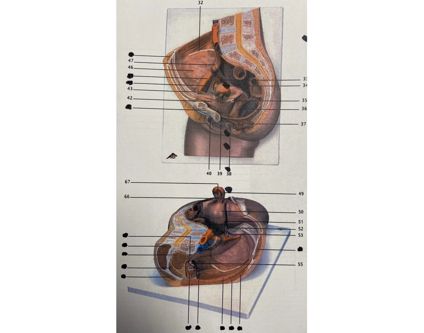 female-reproductive-system-labeling-part-2-printable-worksheet