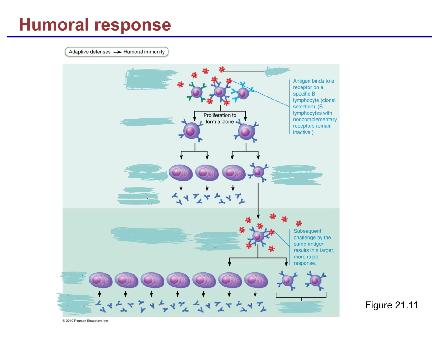 Humoral Stimulation Humoral response Quiz
