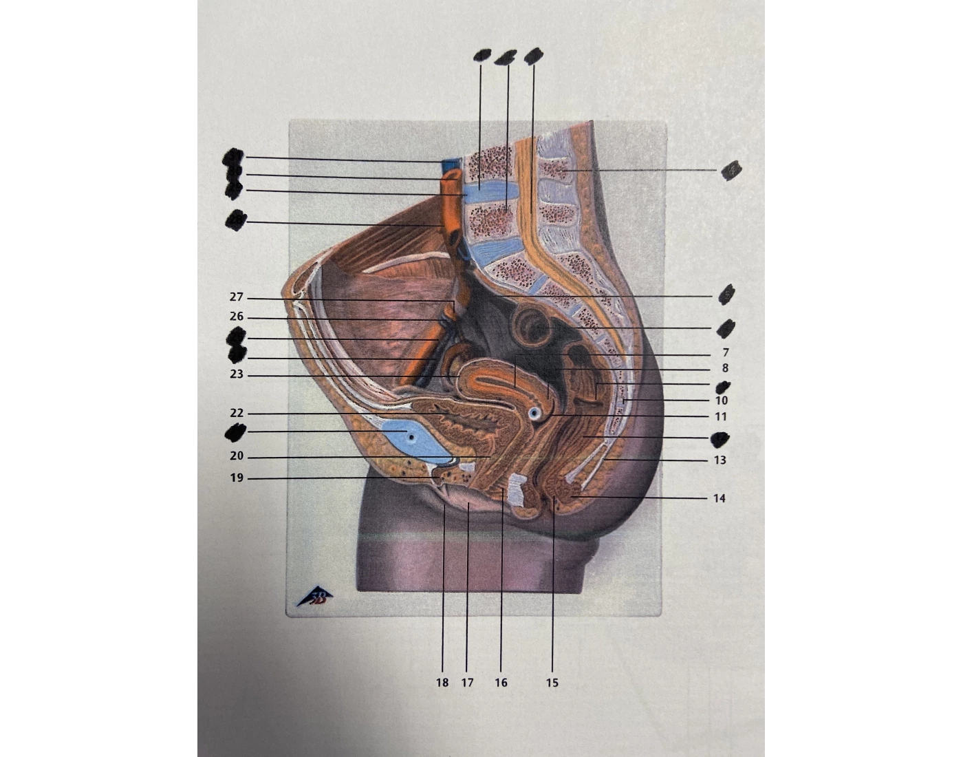 female-reproductive-system-labeling-part-1-printable-worksheet