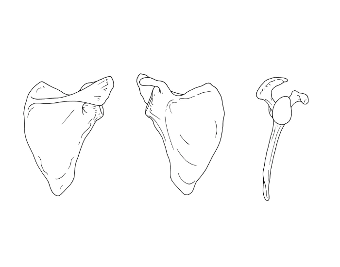 Label parts of Scapula bone Quiz