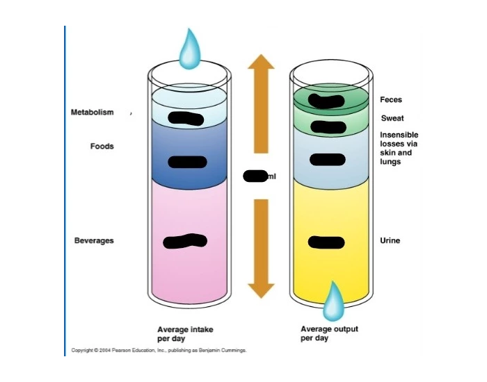 Average Fluid Intake And Outtake Quiz average-fluid-intake-and-outtake-quiz