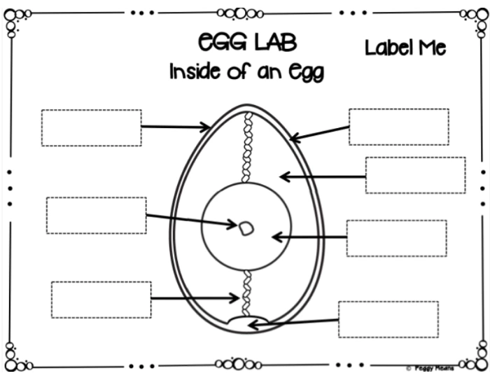 Inside Of An Egg Labeling Printable Worksheet inside-of-an-egg-labeling-printable-worksheet