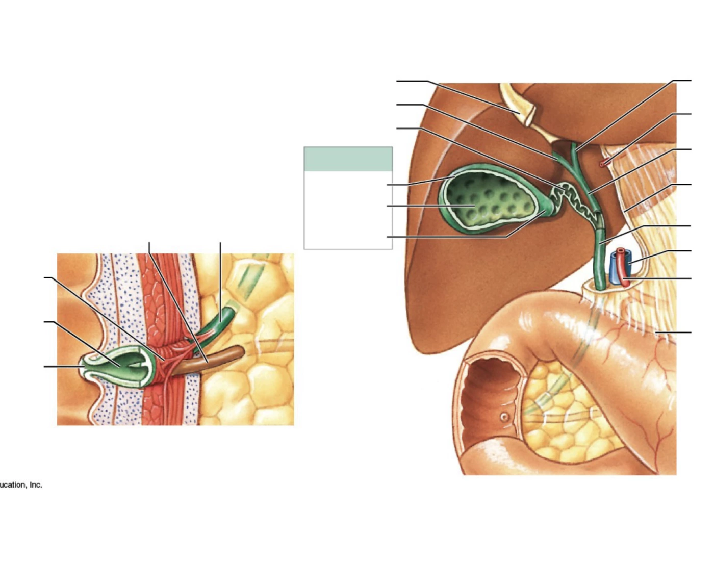 Biliary System Without Labelling liver bile duct system Quiz
