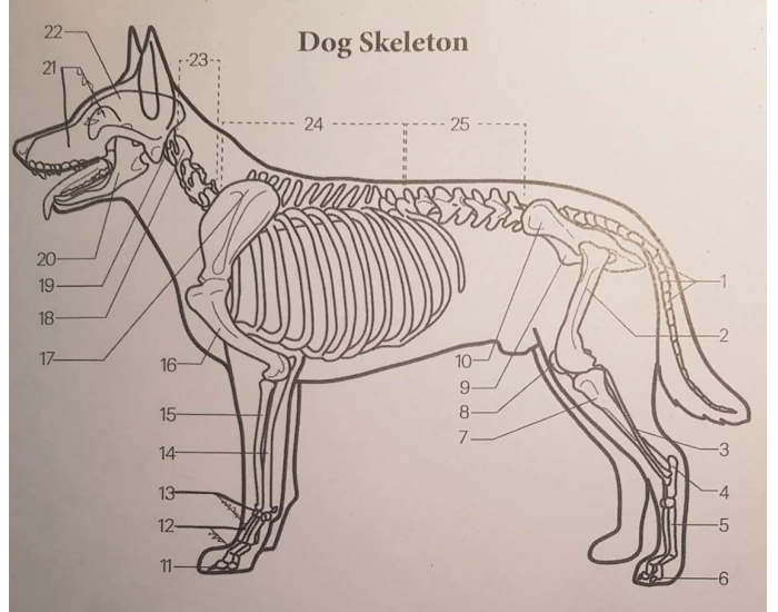 Dog Skeleton Anatomy Printable Worksheet