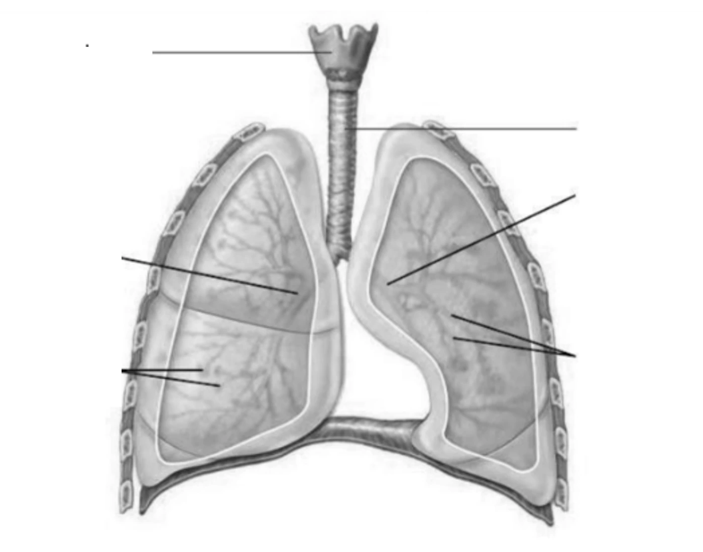 Lower Respiratory Tract Disorder - vrogue.co