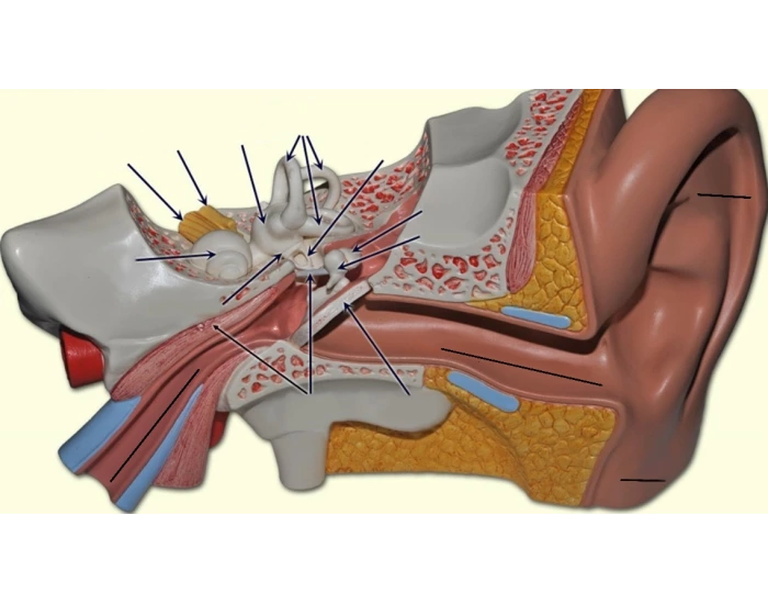 Ear Anatomy Quiz