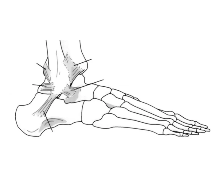 Lateral Ankle Bone and Ligament Labeling Quiz