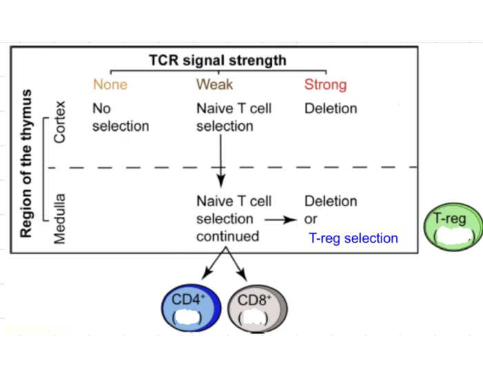 T Cell Selection T cell selection in the thymus Quiz