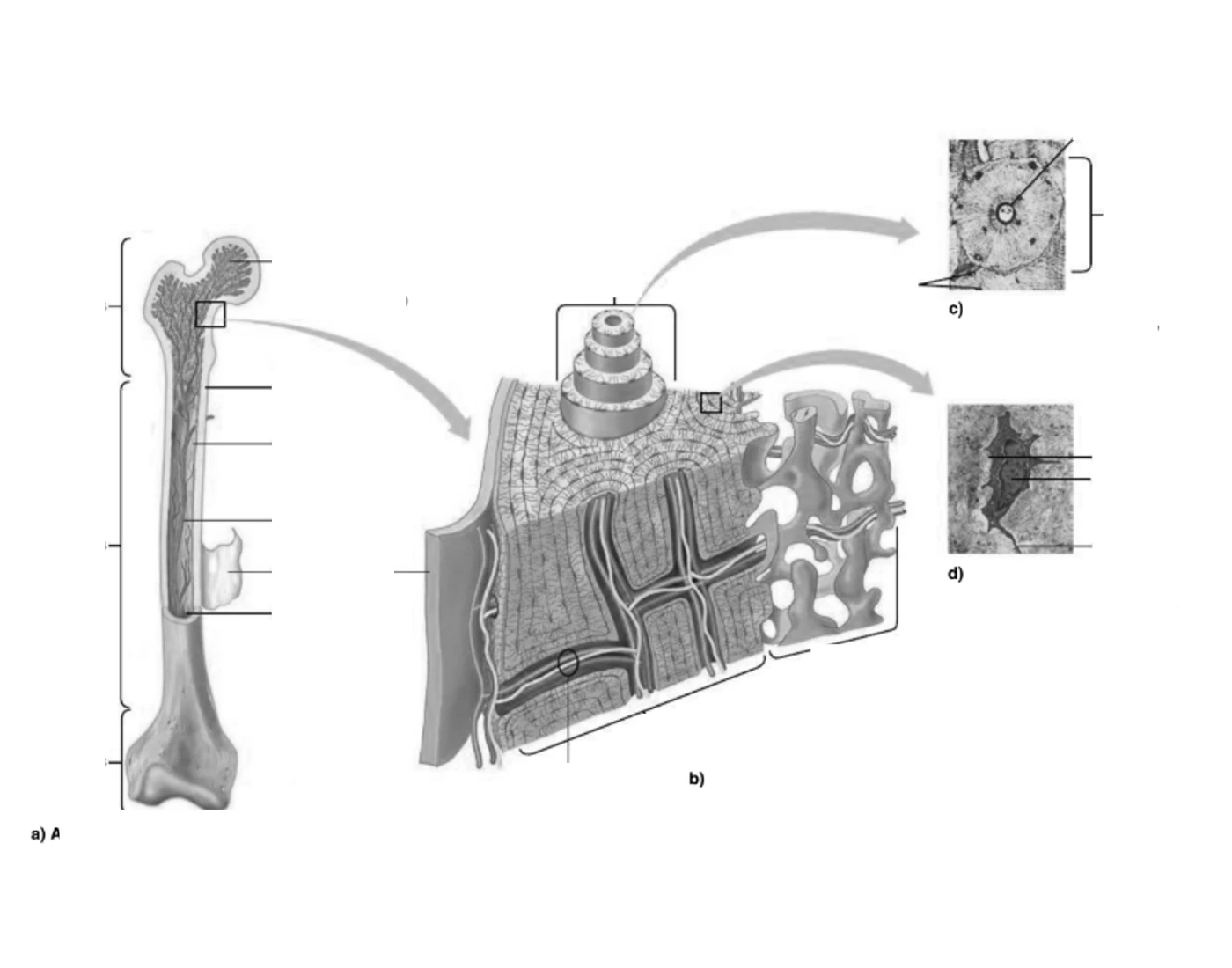 Structure of bone Quiz