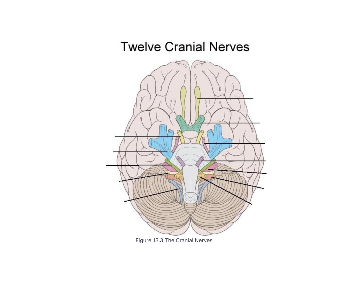 12 Cranial Nerves Quiz 12 cranial nerves quiz