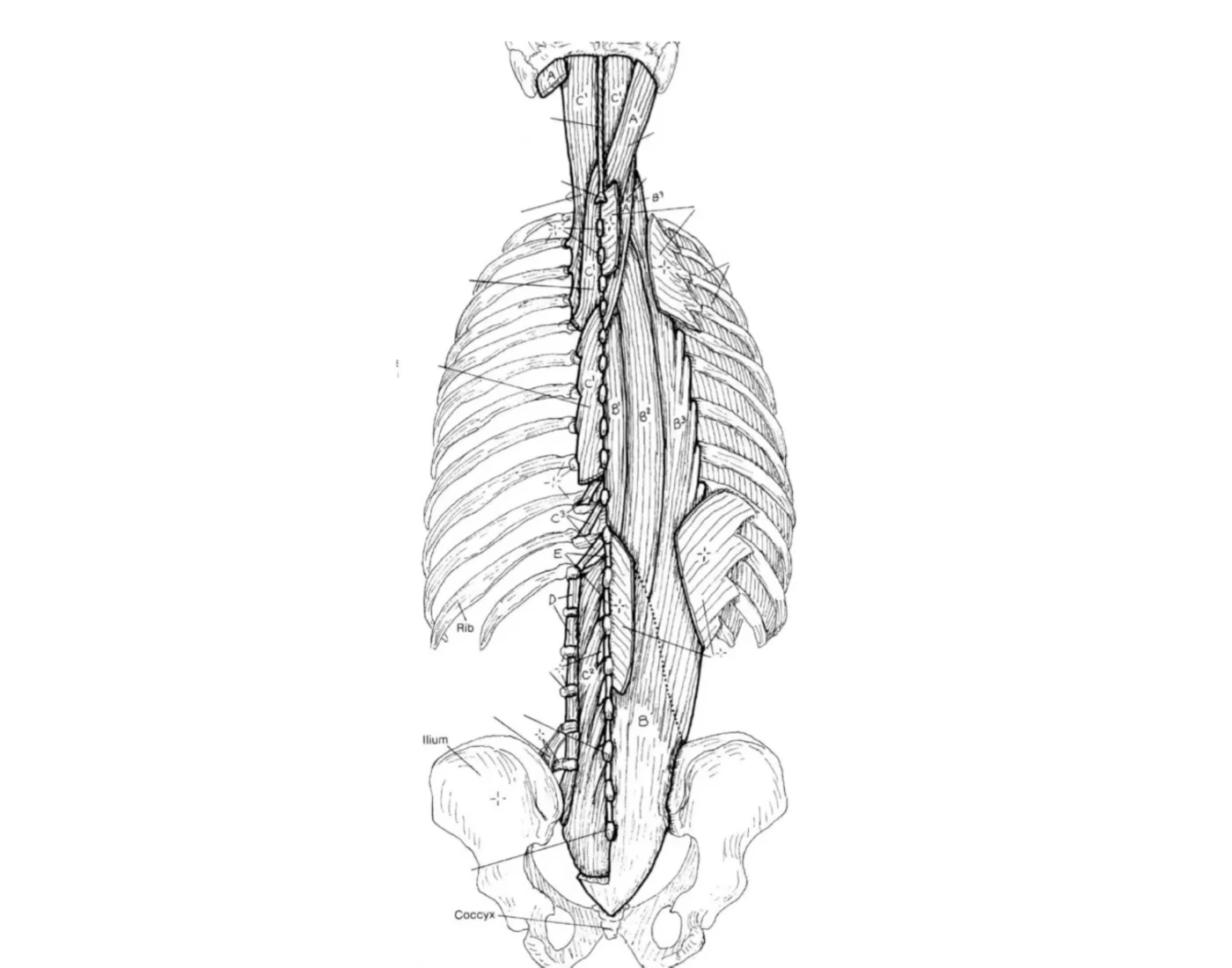 Muscles Of The Back Labeling Quiz