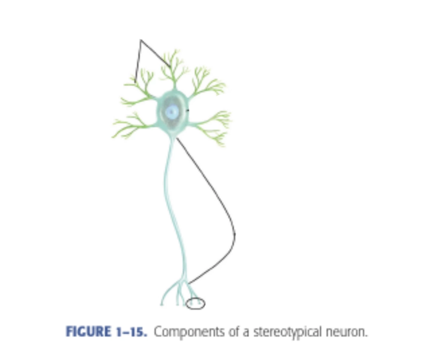 FIGURE 1-15: components of a typical neuron Quiz